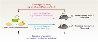 Phosphorylation Hypothesis of Sleep